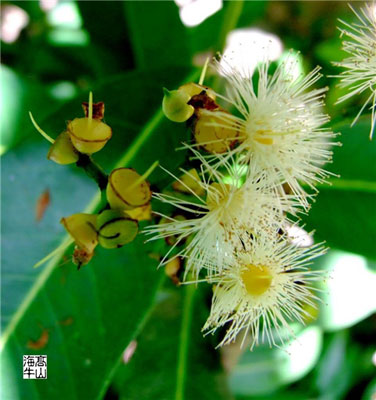 水翁树的常见品种分类
