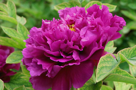 葛巾紫牡丹图片：葛巾紫的形态特征介绍