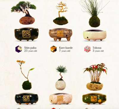日本磁悬浮小盆栽图片——磁悬浮空中的盆栽