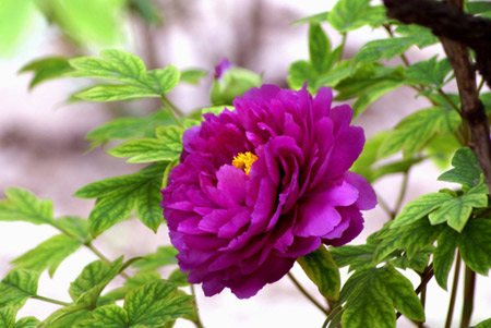 牡丹花品种魏紫是什么样子的？魏紫的形态特征