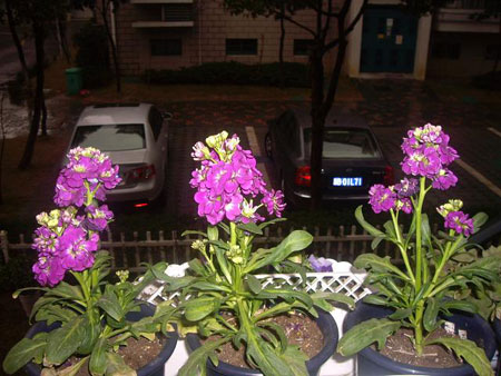 紫罗兰是一种什么花卉植物？紫罗兰图片及简介