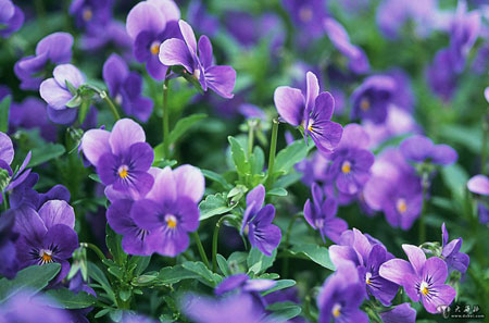 紫罗兰的种植栽培技术和养护管理要点