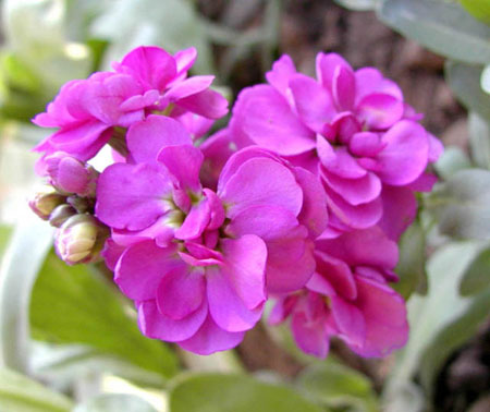 花卉植物紫罗兰在种苗生产中各个生长期的技术要求