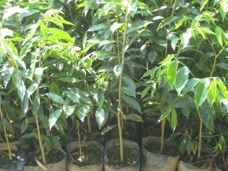 沉香树的种植时间和栽培技术