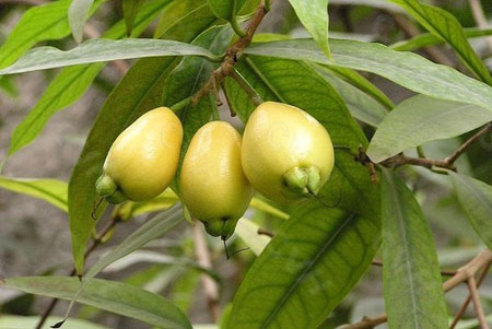 蒲桃的繁殖方法——种子繁殖方法介绍