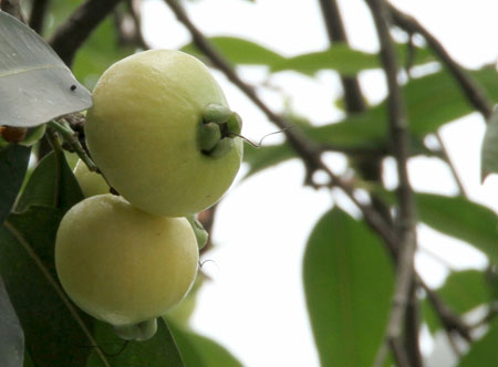 蒲桃的繁殖方法——扦插繁殖方法介绍