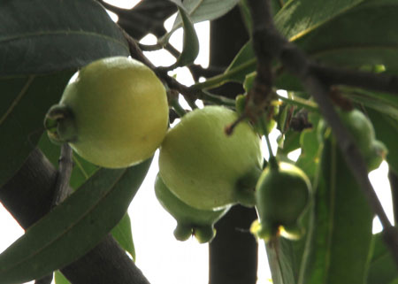 蒲桃果树的病害防治知识