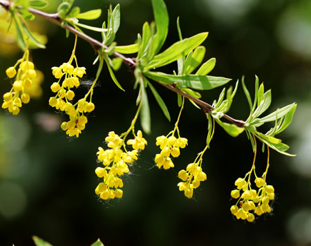 小檗是一种什么花卉植物？小檗的别名及简介