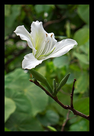 白花羊蹄甲是一种什么花卉植物？白花羊蹄甲的别名及简介