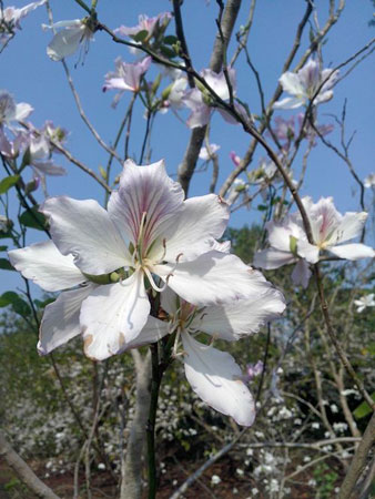 一种野生食用花卉——白花羊蹄甲