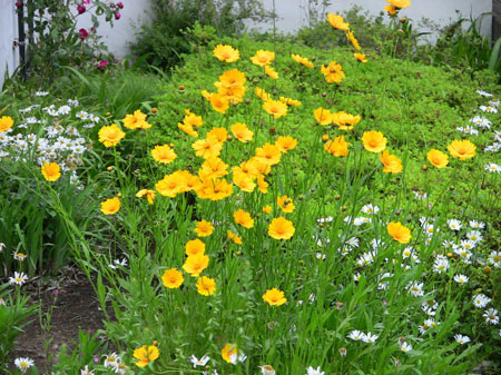 大花金鸡菊怎么栽种？大花金鸡菊的生态习性和对生长环境的要求