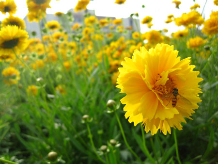 大花金鸡菊如何种植？大花金鸡菊的种植方法和栽培技术