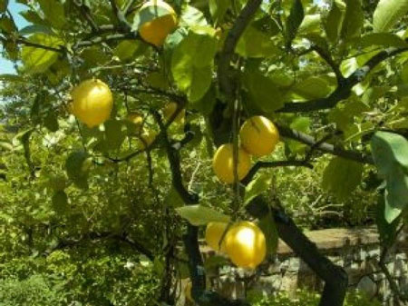 柠檬是一种什么植物水果？柠檬的花期、别名及简介