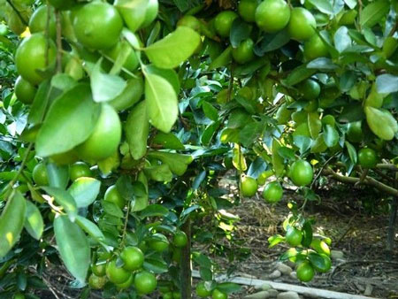 柠檬树的栽种知识：柠檬的生态习性和对生长环境的要求