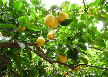 柠檬树是什么样子的？柠檬树图片及形态特征介绍