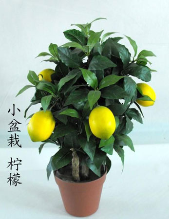 怎么种柠檬盆栽？柠檬树的盆栽技术和养护管理要点