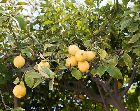 柠檬怎么种植？柠檬树的种植方法和栽培技术