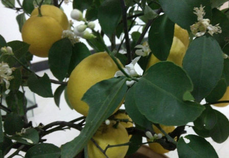 柠檬有哪些品种种类？柠檬的常见栽培品种介绍