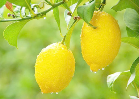 柠檬的食疗作用与功效及食用方法介绍