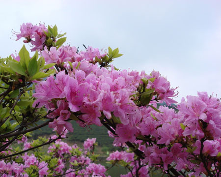 杜鹃花是一种什么花卉植物？杜鹃花的花期、别名及简介