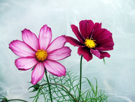 矮生波斯菊的花语图片