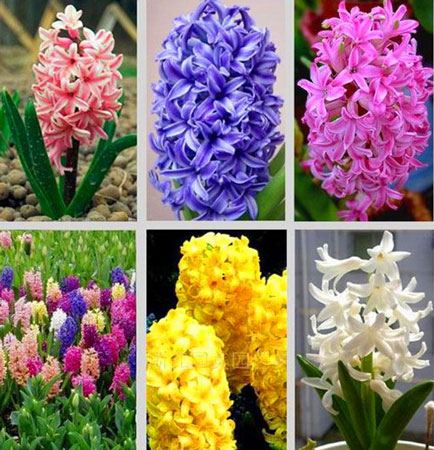 风信子有哪些花色和品种？风信子的花色和品种分类介绍