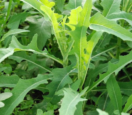 蒲公英的种植技术：法国厚叶蒲公英的栽培管理要点