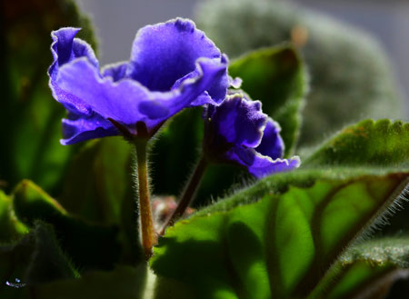 非洲紫罗兰怎么种植？非洲紫罗兰的种植方法和栽培技术