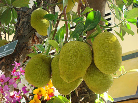 植物菠萝蜜是什么样子的？菠萝蜜图片及形态特征介绍