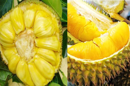 菠萝蜜和榴莲的区别：如何区分水果菠萝蜜和榴莲？