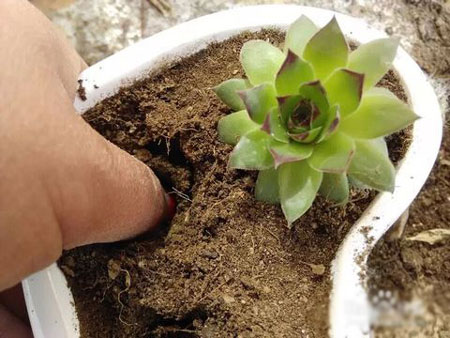 怎样自制种盆花的土壤？