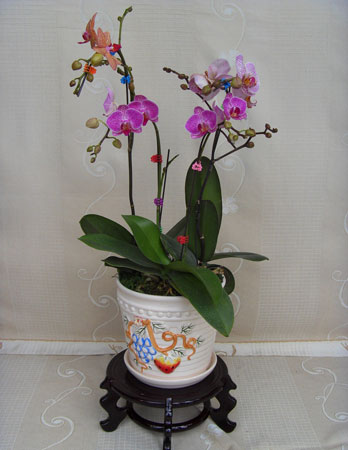 蝴蝶兰是一种什么花卉植物？蝴蝶兰的花期、别名及简介
