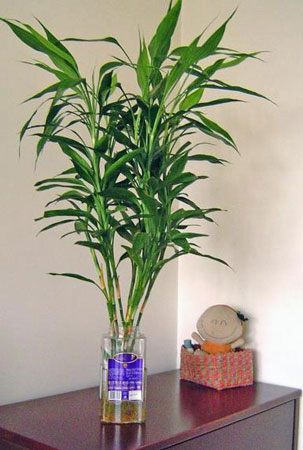 富贵竹是一种什么植物？富贵竹的花期、别名及简介