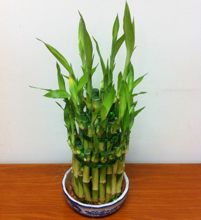 富贵竹的栽种养护知识：生态习性和对生长环境的要求