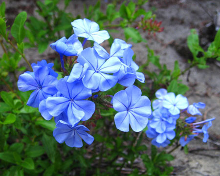 蓝雪花是一种什么花卉植物？蓝雪花的花期、别名及简介