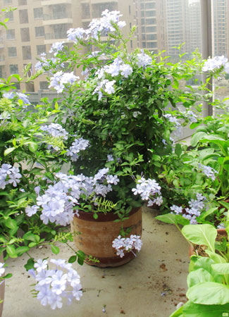 蓝雪花的品种种类有哪些？蓝雪花的常见栽培品种介绍