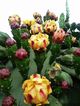 墨西哥的国花是什么花？揭秘墨西哥的国花仙人掌