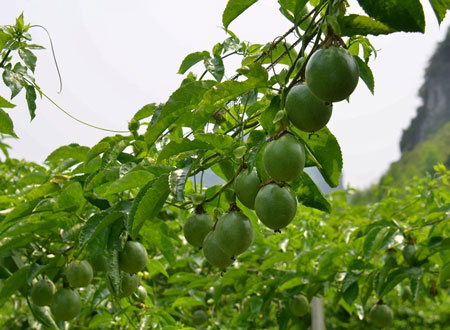 百香果的栽种养护知识：生态习性和对生长环境的要求