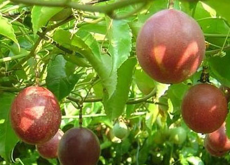 百香果怎么种植？百香果的种植方法和栽培技术