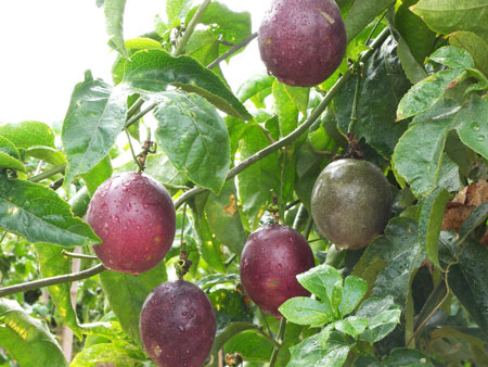 百香果的品种种类：黄色百香果和紫色百香果