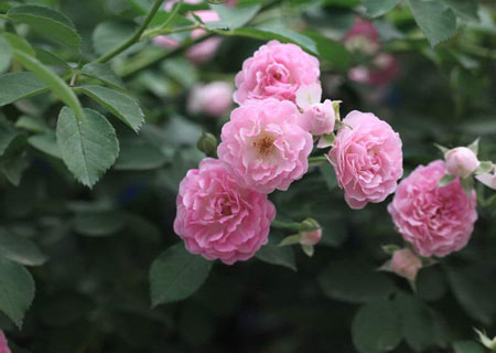 蔷薇是一种什么花卉植物？蔷薇的花期、别名及简介