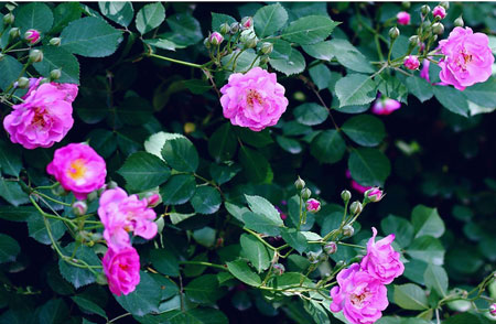 蔷薇的栽种养护知识：生态习性和对生长环境的要求