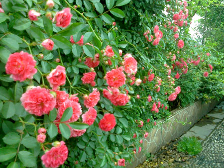 蔷薇的人工栽培技术和养护管理要点