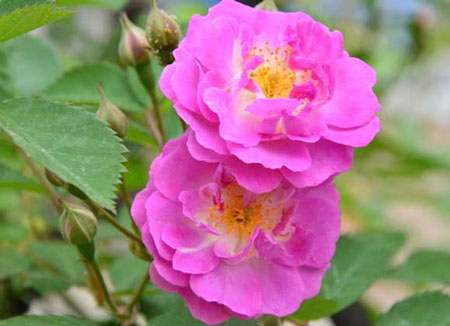 蔷薇花的食用价值：蔷薇花的食疗功效与作用及食用方法