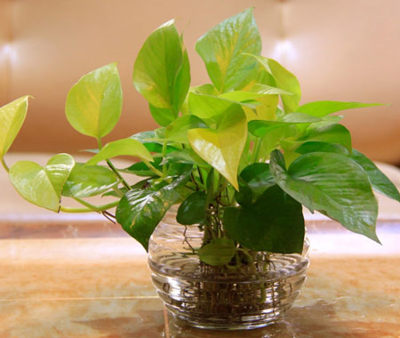 室内盆栽植物绿萝怎么养？绿萝的养殖方法和注意事项