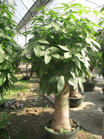 发财树怎么繁殖？发财树的繁殖育苗方法介绍