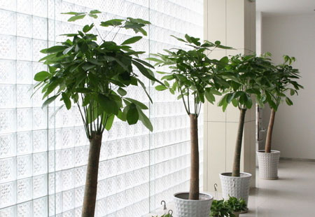 室内盆栽植物发财树怎么养？发财树的养殖方法和注意事项