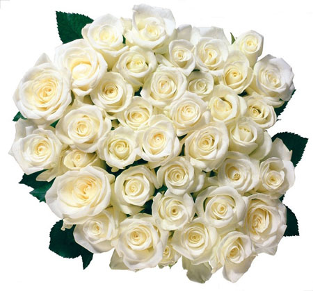 纯白色玫瑰花图片