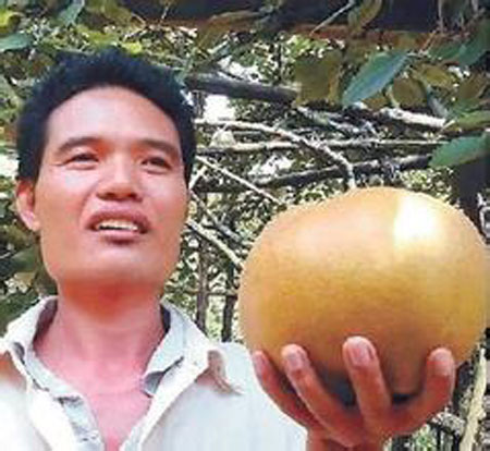 世界上最大的梨是什么梨？有多大？(图片)