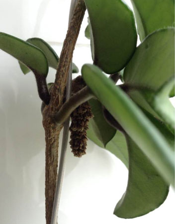 盆栽植物球兰消苞的原因有哪些？